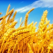 Crops and Largest producer state in India